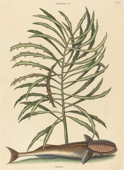 吸う魚 Echeneis naucratis』、1731～1743年に出版。 作： Mark Catesby