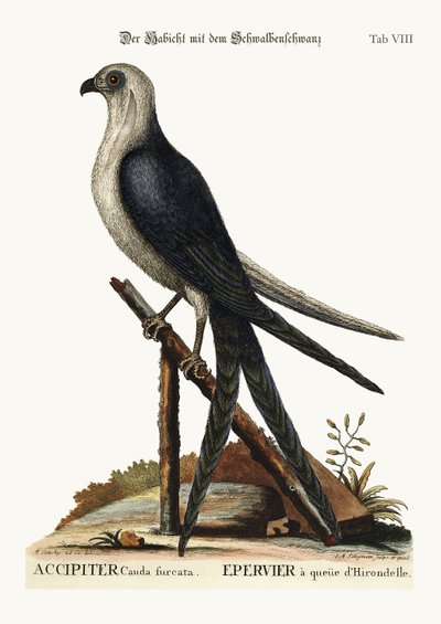 燕尾鷹、1749-73 作： Mark Catesby