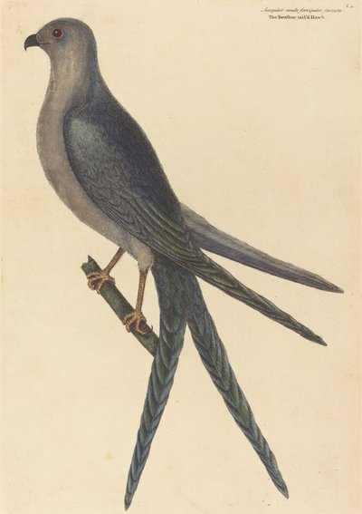 1754年に出版されたツバメの尾のタカファルコ・フルカトゥス。 作： Mark Catesby