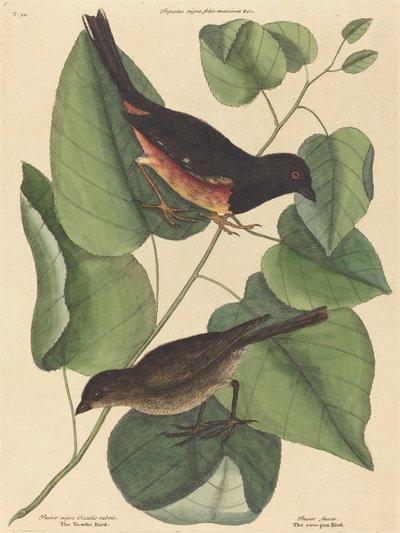 Towhe Bird Fringilla erythrophthalma、1754 年に出版。 作： Mark Catesby