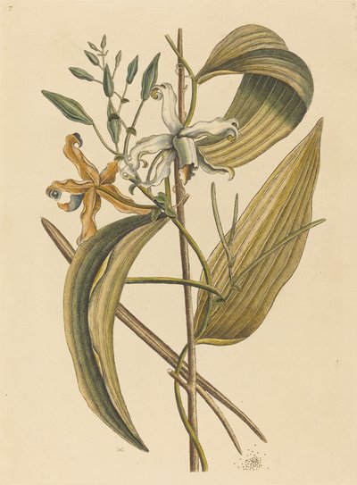 1731年から1743年に出版された『ヴァネロエ・エピデンドラム・ヴァニラ』。 作： Mark Catesby