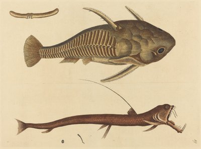 毒蛇の口 (Silurus cataphractus) 作： Mark Catesby