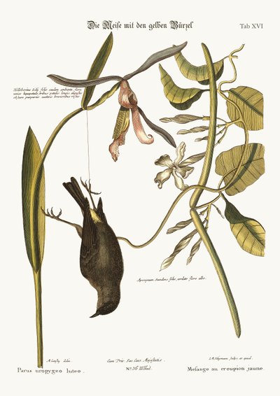 イエローランプ、1749-73 作： Mark Catesby