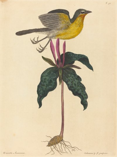 1754年に出版された「The Yellow-breasted Chat」。 作： Mark Catesby