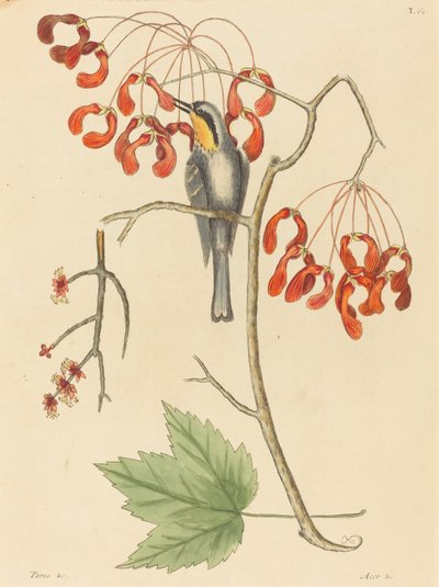 黄色いのどクリーパー 作： Mark Catesby