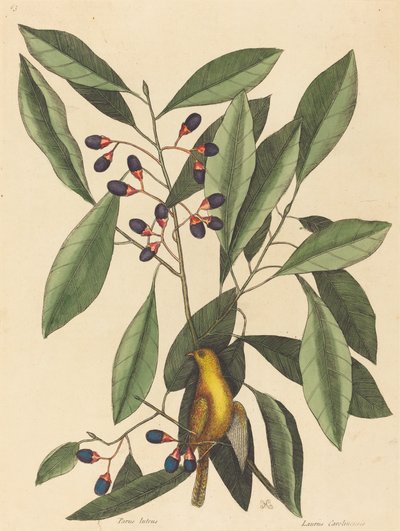 イエロー シジュウカラ Motacilla trochilus、1754 年に出版。 作： Mark Catesby