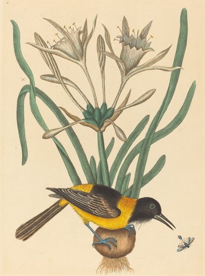 黄色と黒のパイ (Oriolus Icterus) 作： Mark Catesby