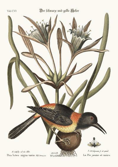 黄色と黒のパイ、1749-73 作： Mark Catesby