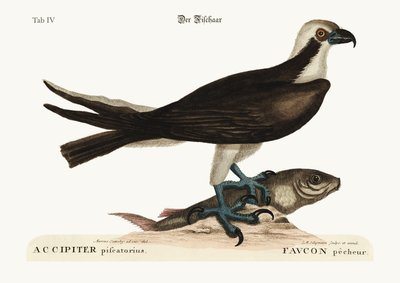 釣りタカ、1749-73 作： Mark Catesby