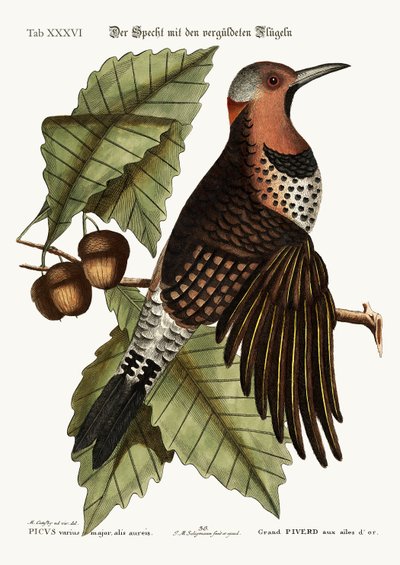 金翼のキツツキ、1749-73 作： Mark Catesby