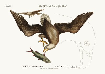 白頭鷲、1749-73 作： Mark Catesby