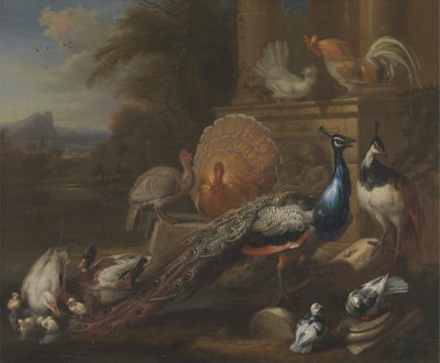 クジャク、ハト、七面鳥、ニワトリ、カモ 作： Marmaduke Cradock