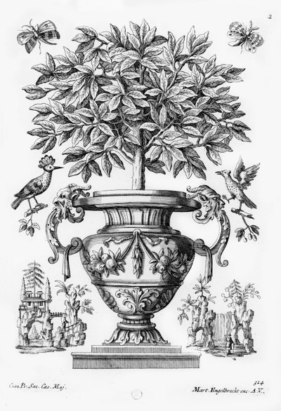 柑橘類の木、1735年頃 作： Martin Engelbrecht