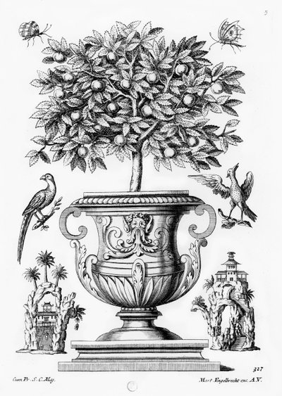 柑橘類の木、1735年頃 作： Martin Engelbrecht
