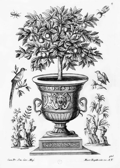 柑橘類の木、1735年頃 作： Martin Engelbrecht