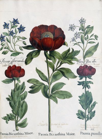 3種類の牡丹、1613年 作： Martin I Mytens
