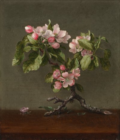 アップルブロッサムズ、1873年。 作： Martin Johnson Heade