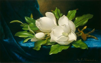 青いベルベットの布に描かれた巨大なマグノリア、1890年頃（キャンバスに油彩） 作： Martin Johnson Heade