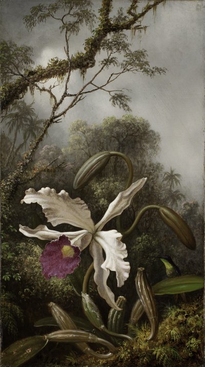 白蘭のハチドリ、1875年から1885年 作： Martin Johnson Heade