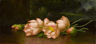 蓮の花：背景の風景画、1885〜1900年頃（キャンバスに油彩） 作： Martin Johnson Heade
