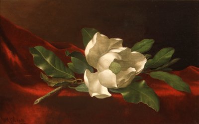 マグノリア 作： Martin Johnson Heade