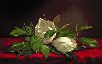 マグノリア 作： Martin Johnson Heade