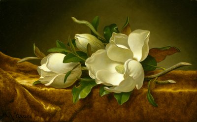 ゴールドベルベット布のマグノリア、c.1888-90（キャンバスに油彩） 作： Martin Johnson Heade