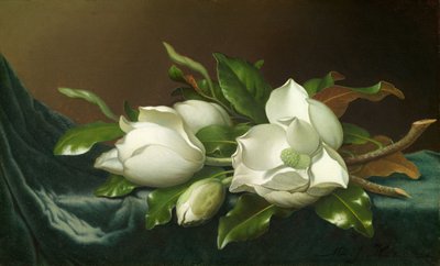 水色のビロード布にマグノリア 作： Martin Johnson Heade