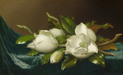 マグノリア、ライトブルー・ベルベット・クロス 作： Martin Johnson Heade
