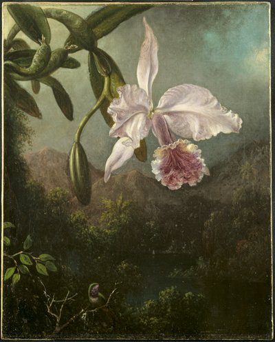 オーキッドブロッサム 作： Martin Johnson Heade