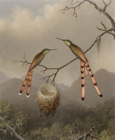 2羽のハチドリ、若い頃、1865年 作： Martin Johnson Heade
