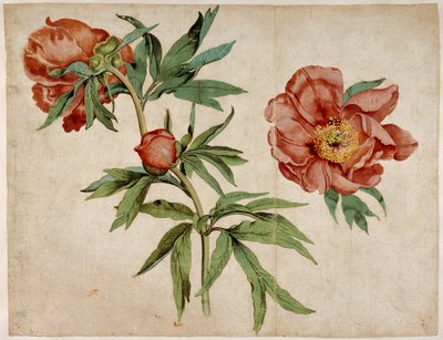 牡丹の研究 作： Martin Schongauer
