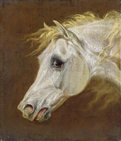 灰色のアラビアの馬の頭（パネルのキャンバスに油彩） 作： Martin Theodore Ward
