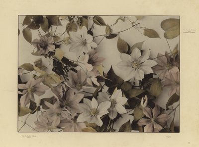 Martin Gerlach の Festons と装飾グループの 1 つ (白黒写真) 作： Martin senior Gerlach
