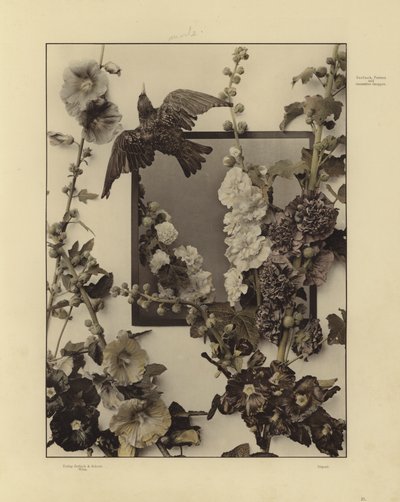 Martin Gerlach の Festons と装飾グループの 1 つ (白黒写真) 作： Martin senior Gerlach