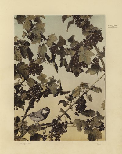 Martin Gerlach の Festons と装飾グループの 1 つ (白黒写真) 作： Martin senior Gerlach