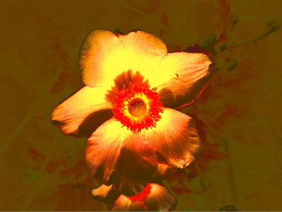 花 作： Martina Konitzky