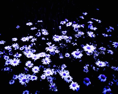 フィールドの端にある花 作： Martina Konitzky
