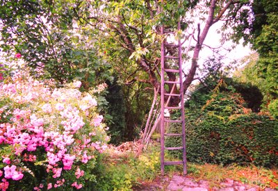 桜のはしご 作： Martina Konitzky