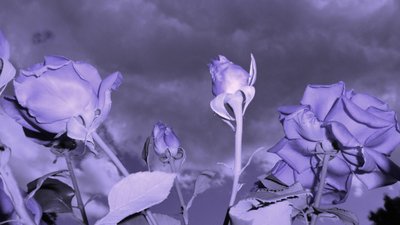 天のはしご 作： Martina Konitzky