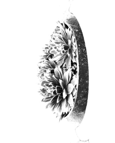 植物 作： Martina Konitzky