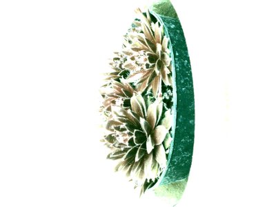 多肉植物 作： Martina Konitzky