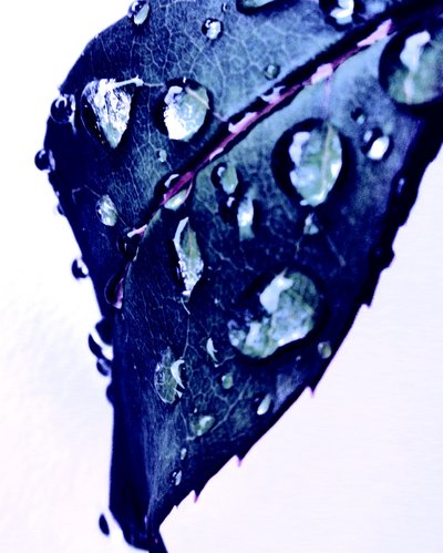 水滴ブルー 作： Martina Konitzky