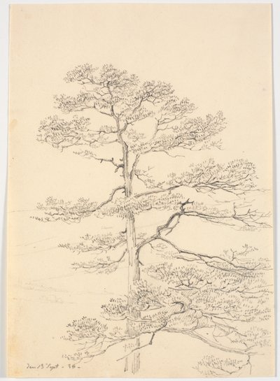 松の木 作： Martinus Rørbye