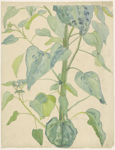 ひまわりの茎と葉 作： Martinus van Andringa