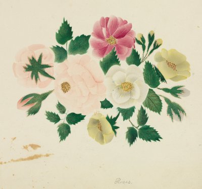 ジューンローゼズ。 作： Mary Altha Nims