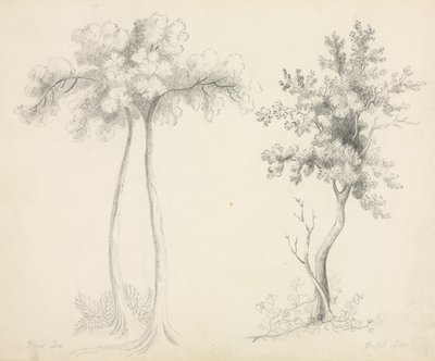 ウパとカエデの木の研究。 作： Mary Altha Nims