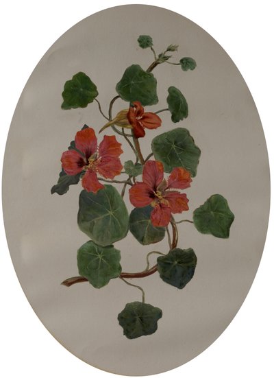 ナスタチウム、1870年頃（紙に油彩） 作： Mary Dakeyne Townroe