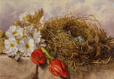 棚の上の花のチューリップと鳥の巣の静物（鉛筆と水彩） 作： Mary Elizabeth Duffield