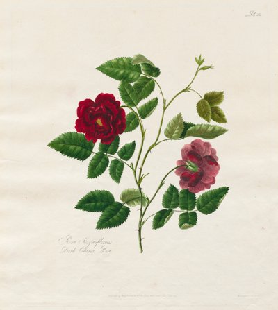 自然からのバラのコレクション: ダーク チャイナ ローズ、1799 年。 作： Mary Lawrence